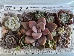 多肉植物　カット苗　詰め合わせ　44