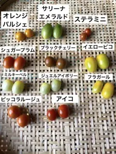 自然栽培　高糖度ミニトマト　ミニトマト　固定種　交配種のサムネイル