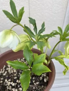 はなはな様 リクエスト 4点 まとめ商品