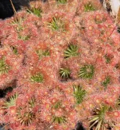 ムカゴ苗　5株 ムカゴ苗 5株 ムカゴ苗 5株 ムカゴ（苗） | 花、ガーデニング の