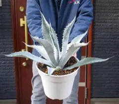 2025年最新】プロトアメリカーナの人気アイテム - メルカリ