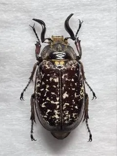 さすけくん様 リクエスト 5点 まとめ商品