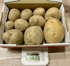 【無農薬】新じゃがいも キタアカリ　約1.6kg 詰め合わせ　和歌山県産のサムネイル