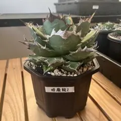 2026年最新】姫厳龍の人気アイテム - メルカリ