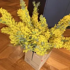 2026年満開フレッシュミモザ！ブルーブッシュミモザ　約60cm 10本 箱入り