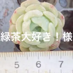 緑茶大好き！様 リクエスト 5点 まとめ商品