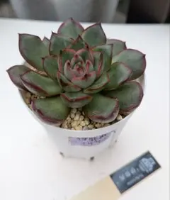 2025年最新】イザナミ 優木園の人気アイテム - メルカリ