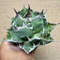 Lj_plants】Z602アガベ チタノタ 白鯨 極上強棘株 - メルカリ