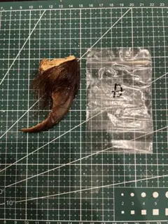 【大型62.0mm】熊の爪 未加工 毛・組織付き ハンドメイド素材 魔除け 大型62.0mm】熊の爪 未加工 毛・組織付き ハンドメイド素材 魔除け
