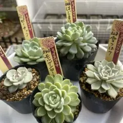 2025年最新】ミックスベリアの人気アイテム - メルカリ