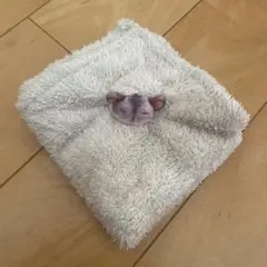 YOU+MORE!　おがくずに埋もれて眠るハムスターのハンカチの会　ハムスター