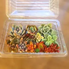 多肉植物 カット苗セット 詰め合わせ