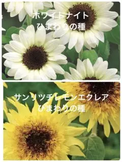 しーちゃん様 リクエスト 2点 まとめ商品