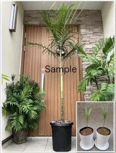 2025年最新】チャメドレア ラディカリス アルボレセントの人気アイテム