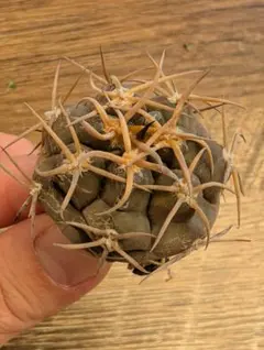 ⭐︎初売り⭐︎王冠竜 2026年最新】王冠竜の人気アイテム - メルカリ