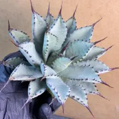 2026年最新】アガベ ハイブリットの人気アイテム - メルカリ