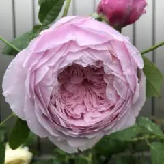 ばら苗 バラ苗 挿し木苗 薄ピンク - メルカリ