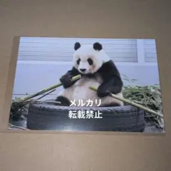 2026年最新】王子動物園 タンタンの人気アイテム - メルカリ