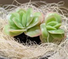 2026年最新】ラブリーローズ錦の人気アイテム - メルカリ