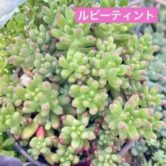 【サービス品@680】ルビーティント＆乙女心
