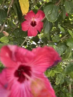 なーやん様専用