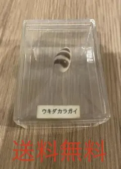 ★希少品種★ ウキダカラガイ　標本
