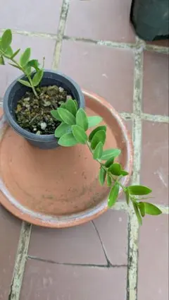 きみちゃん様 リクエスト 2点 まとめ商品