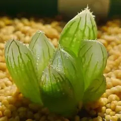p*b様 多肉植物　ハオルチア ブラックオブツーサ 13