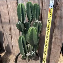 シン様専用　柱サボテン　鬼面角　発根　ドライガーデン　耐寒性アガベ　観葉植物