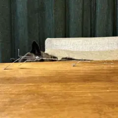 Item thumbnail for item f191a533-8297-441b-9f33-d52a8621b7b0