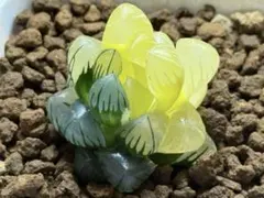 じ*む様 ハオルチア オブツーサ錦【水中月錦】(3-3)