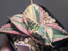 チタノタ「紅獅錦/紅白獅」タグ鉢付 紅チタ錦 - メルカリ
