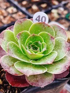 2025年最新】魅金ローズ アエオニウムの人気アイテム - メルカリ