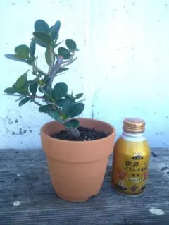 パンダガジュマル　天然苔　盆栽仕立て　陶器鉢　植え込み発送 ガジュマル 天然苔 盆栽仕立て アンティーク調 陶器鉢 植え込み発送