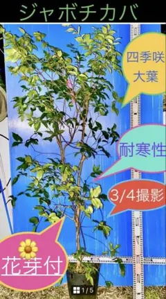 2026年最新】ジャボチカバ 苗木の人気アイテム - メルカリ