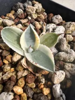 引渡し限定!!!大型(205cm)観葉植物 オーガスタ 新芽3つ 引渡し限定!!!大型(205cm)観葉植物 オーガスタ 新芽3つ - メルカリ