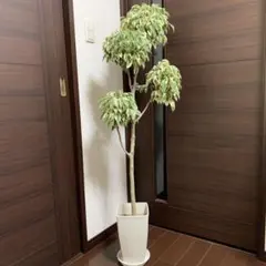 希少 シェフレラ ルナ 絵になる美しさ 曲がり仕立て 観葉植物 大型