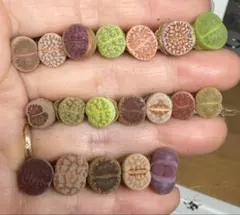 Rex様 リクエスト 3点 まとめ商品