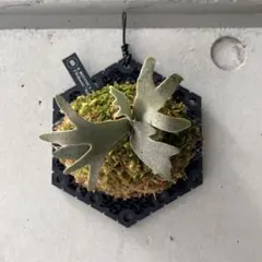 hachu　ジェニーTC 3 メルカリ便！ 2025年最新】JeNny tcの人気アイテム - メルカリ