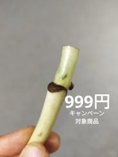 D12】斑入りモンステラ ホワイトタイガー 葉付きカット茎 成長点1つ