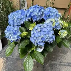 母の日】紫陽花 万華鏡 8号 バルーン陶器鉢 陶器受け皿セット 植え込み