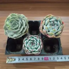 多肉植物　エケベリア3種類セット