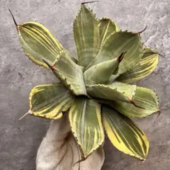 n*7様 祝　新年1発目　優秀株　パリー　パリートランカータ 中株販売 優秀株 パリー パリートランカータ - メルカリ