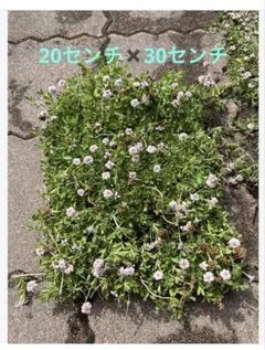 よもぎもち様 リクエスト 3点 まとめ商品