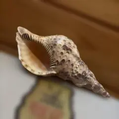 法螺貝ホラガイのサムネイル