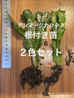 デンマークカクタス　シャコバサボテン　苗　２色セットのサムネイル