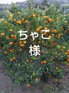 ちゃこ様専用です