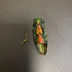 2026年最新】タマムシ 標本の人気アイテム - メルカリ