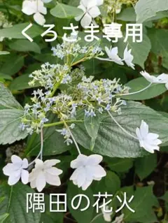 ☆第4種郵便☆ 【休眠枝挿し穂】アジサイ アナベル ピンク 挿し穂3本 2