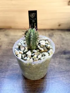 2026年最新】ゼブラホリダの人気アイテム - メルカリ